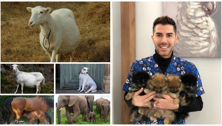 животни бременност - Жирафът носи малкото 465 дни, слонът - 665