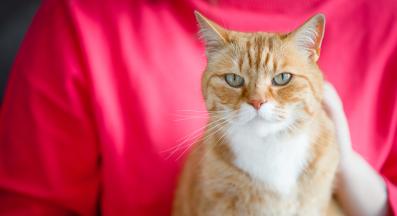 котка у дома