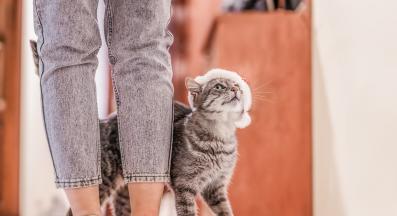 котка и стопанин