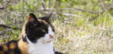 9 очарователни факта за женските котки