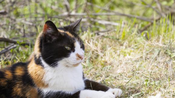 9 очарователни факта за женските котки