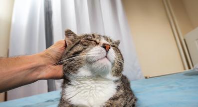 котка у дома