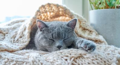 котка у дома