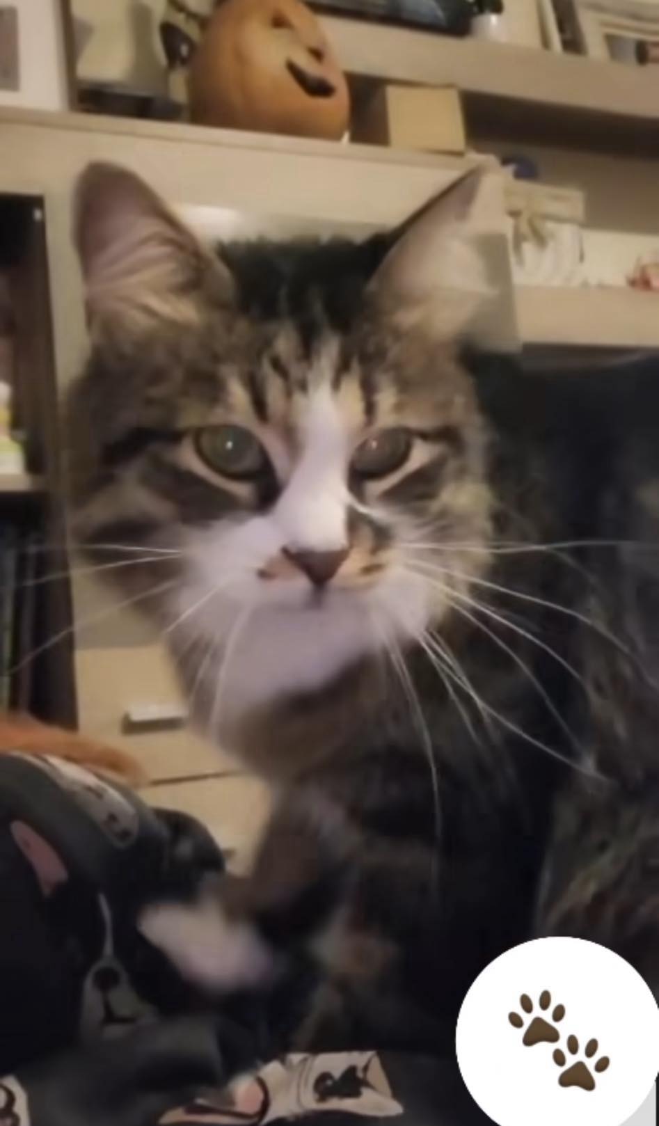 Здрава Каменова