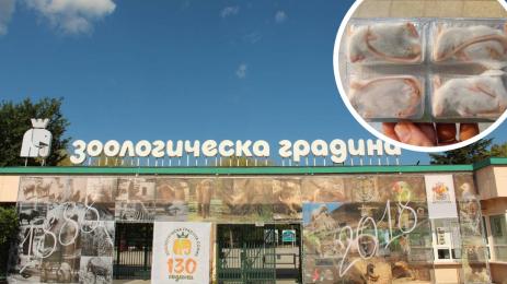 зоопарк мишки