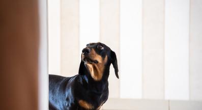 куче внимание