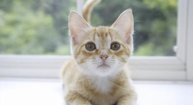 котка у дома