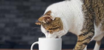 Защо кафето е толкова опасно за котките