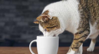 котка и кафе