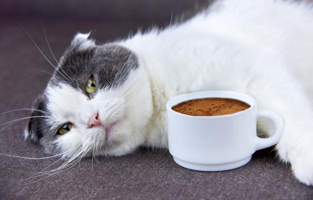 котка и кафе