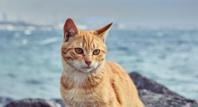 котка на море