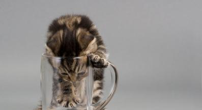 котка и бира