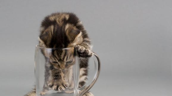 Защо бирата е токсична за котките