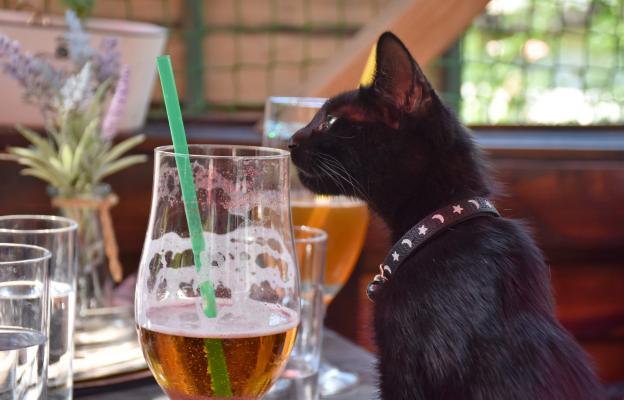 котка и бира