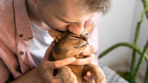 10 прости начина да бъдем по-добри собственици на котката ни