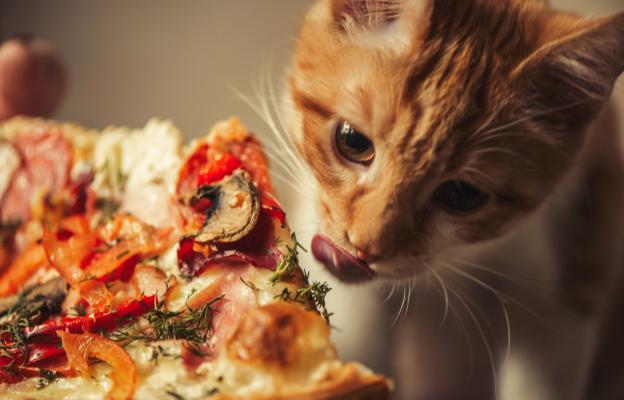 котка и пица