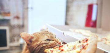 Могат ли котките да ядат пица?