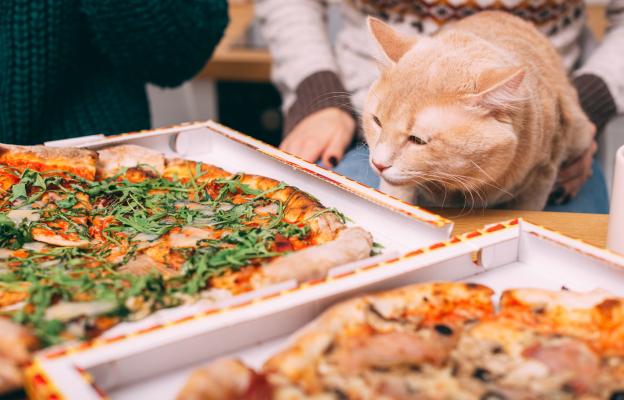 котка и пица