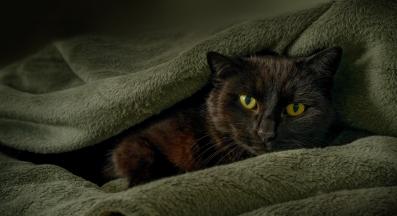 котка у дома