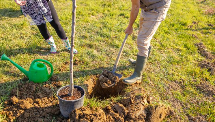 засаждане - Агро Телеграф: Сега е моментът за засаждане на овошки