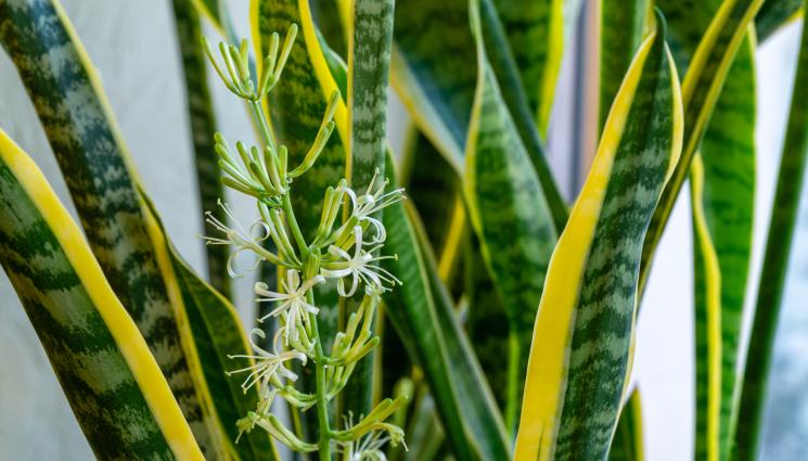 Змийското растение - Агро Телеграф: Змийското растение цъфти при стрес