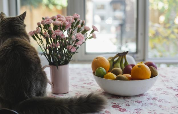 котка и плодове