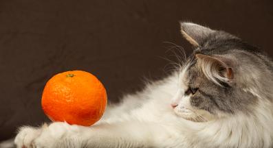 котка и плодове