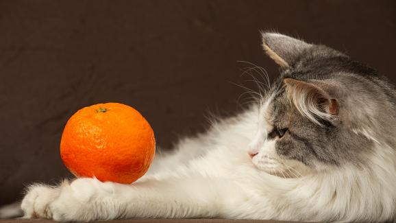 Защо не бива котките да консумират портокали