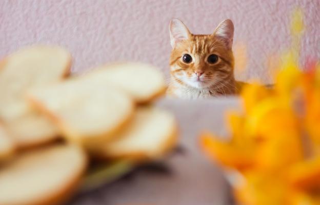 котка и хляб