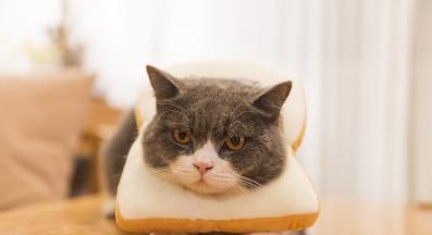 котка и хляб