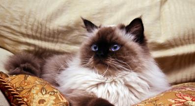 Хималайска котка