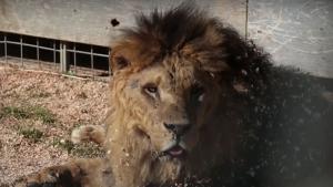 Лъвът избягал от цирка в италианския град  Ладисполи се отдаде