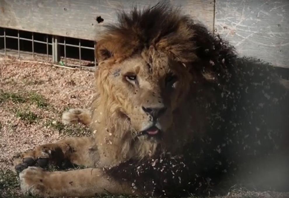 Лъвът, избягал от цирка в италианския град  Ладисполи, се отдаде