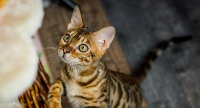 котка у дома