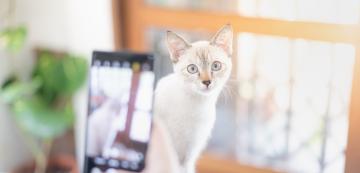 7 съвета как да направите хубави снимки на вашата котка