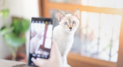 снимане на котка