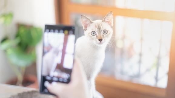7 съвета как да направите хубави снимки на вашата котка