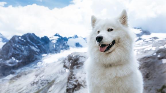 10 породи кучета, които се чувстват най-добре, когато навън е студено