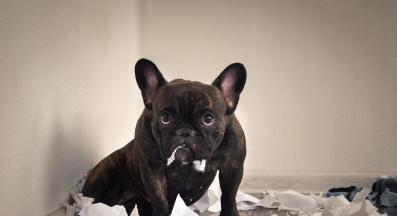 куче хартия