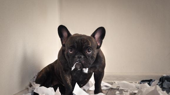 Защо кучетата ядат хартия