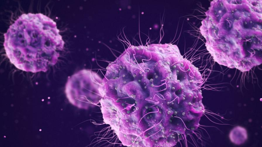 Защо огнището на вируса Нипа в Индия тревожи света?