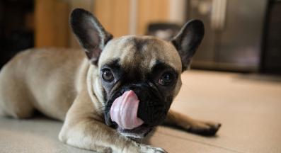 куче ближе пода