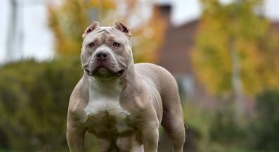 Американско були