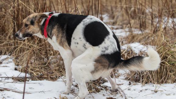 Как да научите кучето си да ходи до тоалетна в сняг или дъжд