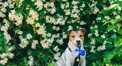 куче изхождане