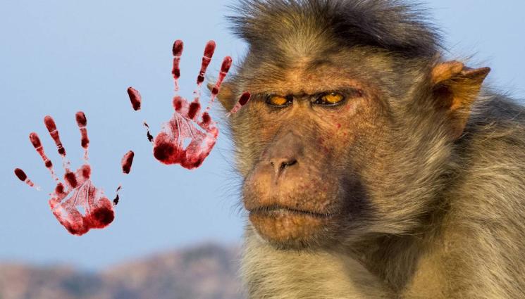 маймуна - ПЛАНЕТАТА НА МАЙМУНИТЕ: Освирепели примати превземат Индия!