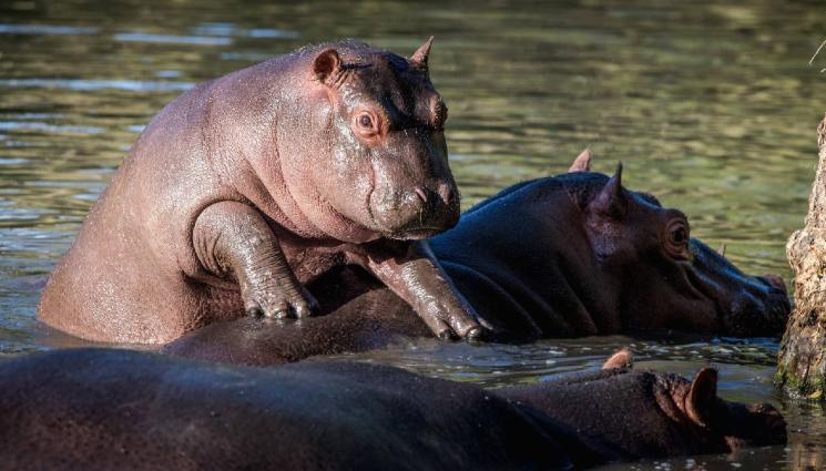 хипопотам - Разследват мистериозната смърт на близо 20 хипопотама!