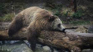 Седем мечки от общо 17 са заспали зимен сън в