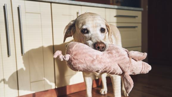 Случайните подаръци на кучето ви означават повече, отколкото си мислите!
