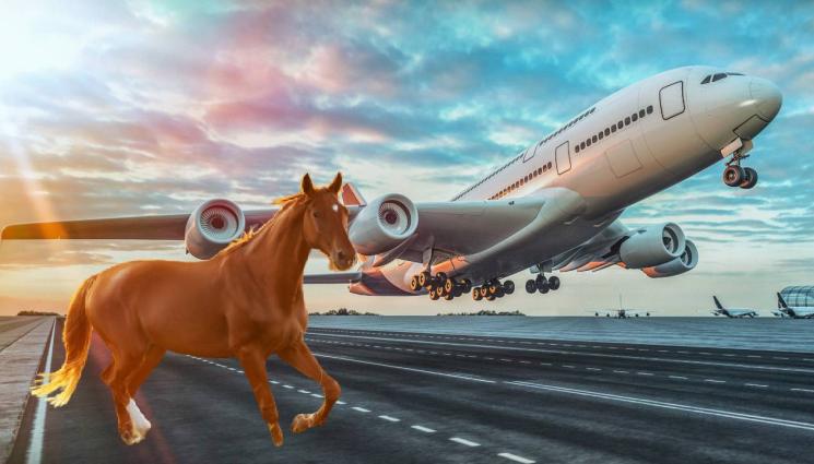 самолет - ШОК: Кон предизвика шаш и паника по време на полет!